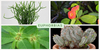 Top 10 Common Varieties of Euphorbia Plants & Euphorbia Plant Care Tips